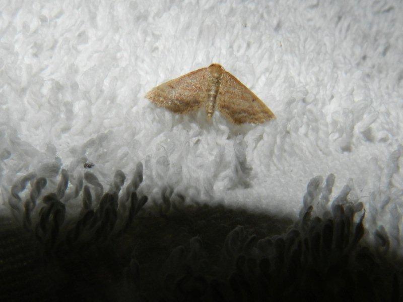 Idaea infirmaria, Idaea seriata ed Eupithecia sp.